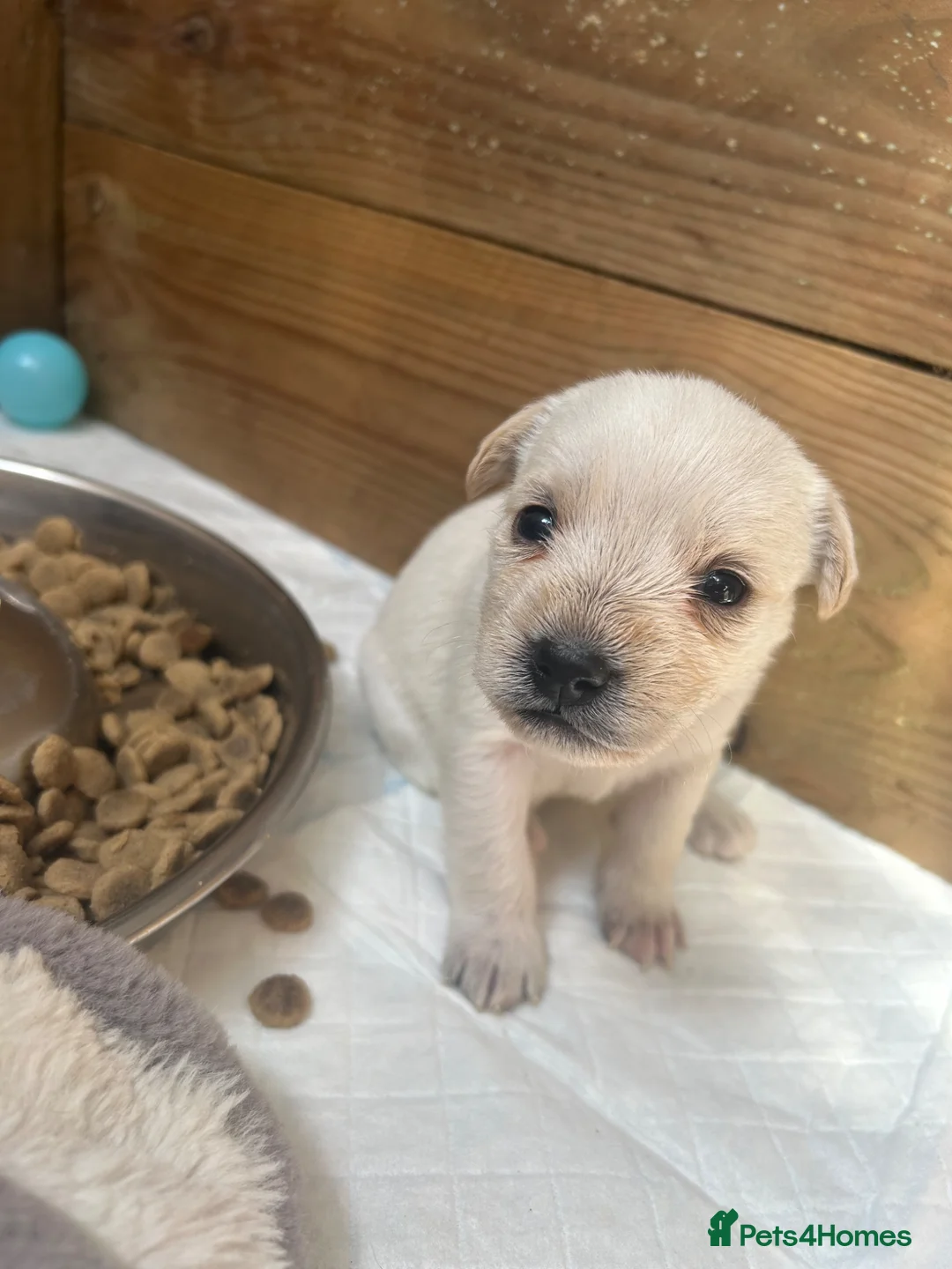 Mixed Breed dogs for sale: Terrier Pups - Advert 1