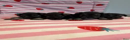 Miniature Schnauzer dogs for sale: Beautiful kc Reg mini schnauzers pups available. - Advert 5