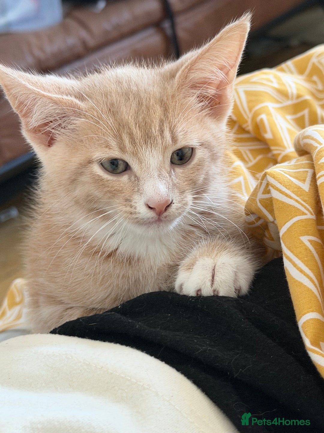 American Shorthair cats for sale: Cute kitten for sale - Image 4