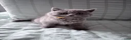 British Shorthair cats for sale: The most beautiful British shorthair kittens - Advert 13