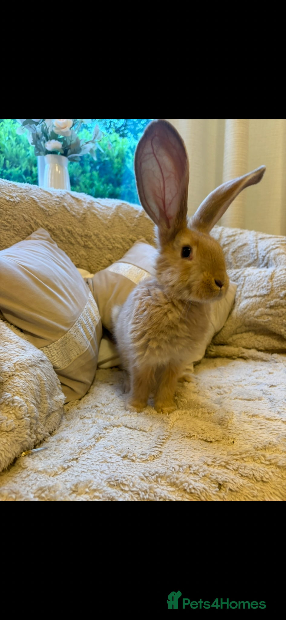 Continental Giant rabbits for sale: One left Lovely continental Giants baby rabbits  - Advert 6