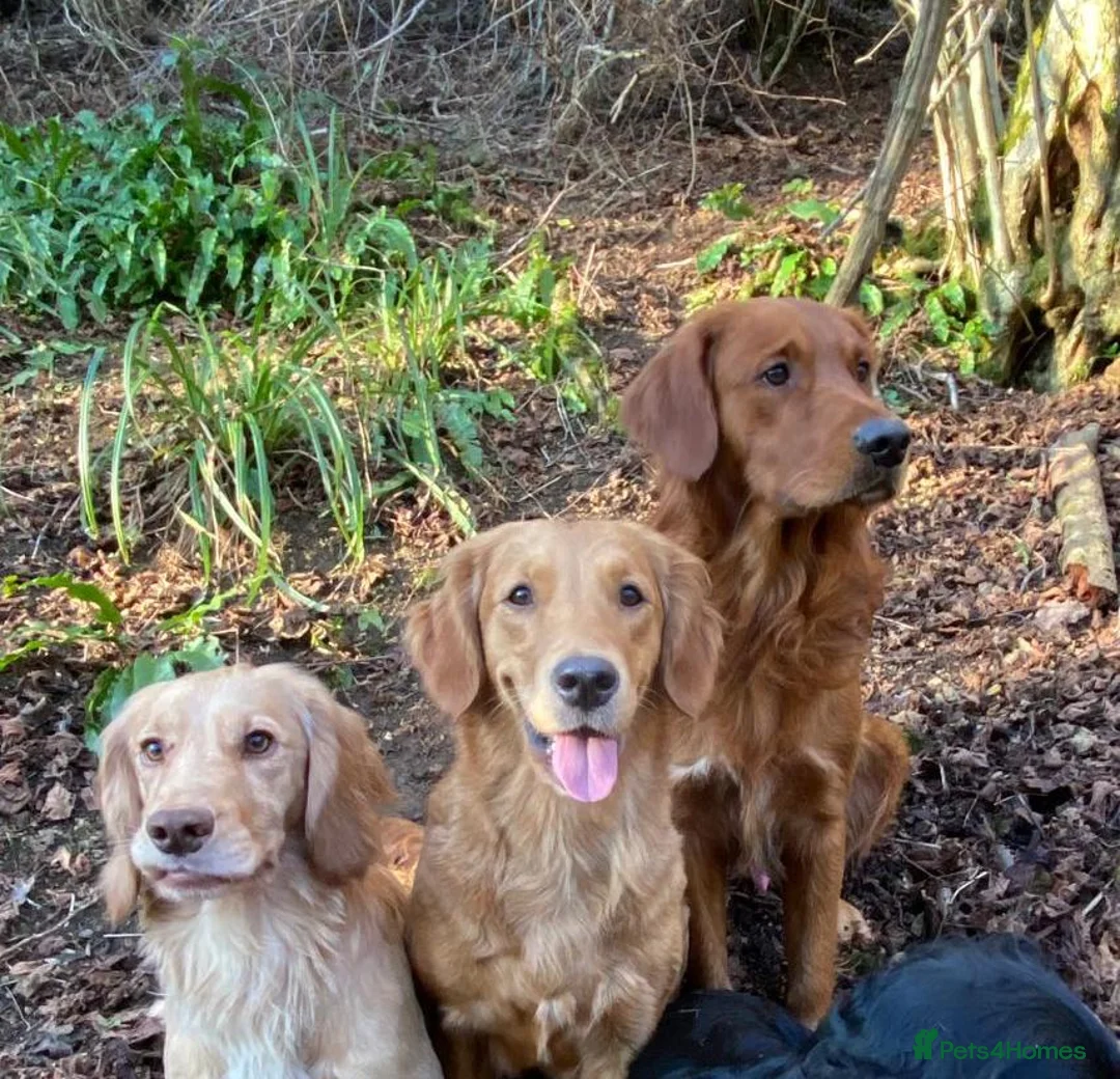 Golden Retriever dogs for stud: STUNNING RED STUD DOG, FULLY HEALTH TESTED in Bristol - Advert 13