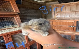 Mini Lop rabbits for sale: 3 beautiful mini lops(60 each or 2 for £100) - Image 11
