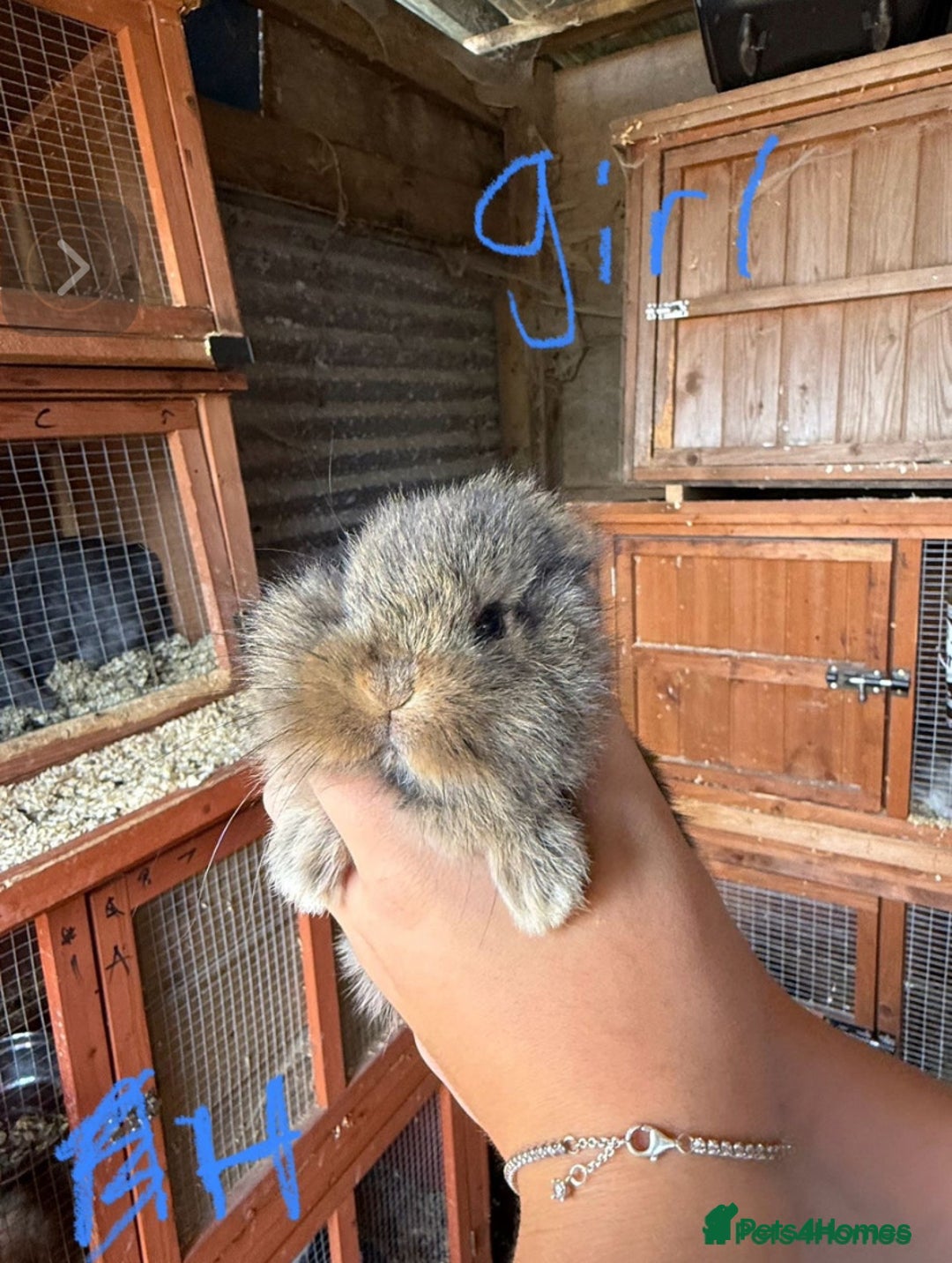 Mini Lop rabbits for sale: 3 beautiful mini lops(60 each or 2 for £100) - Image 11