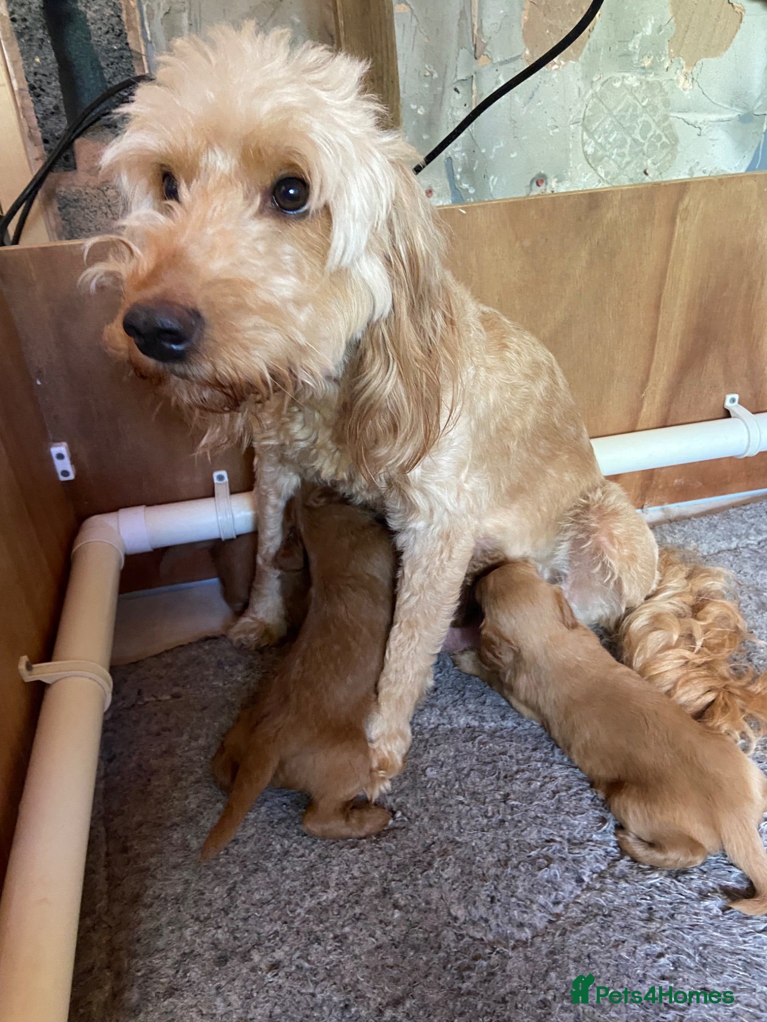 Golden Retriever dogs Field retriever x miniature poodle  - Advert 3