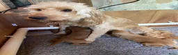Golden Retriever dogs for sale: Field retriever x miniature poodle  - Advert 1