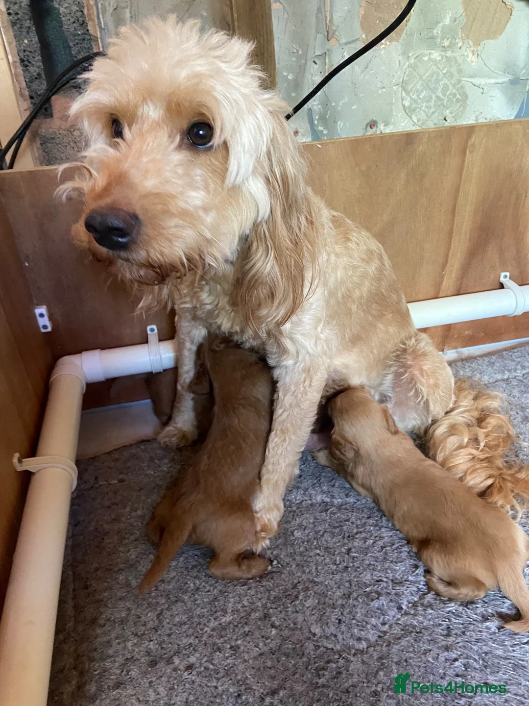 Golden Retriever dogs for sale: Field retriever x miniature poodle  - Advert 1
