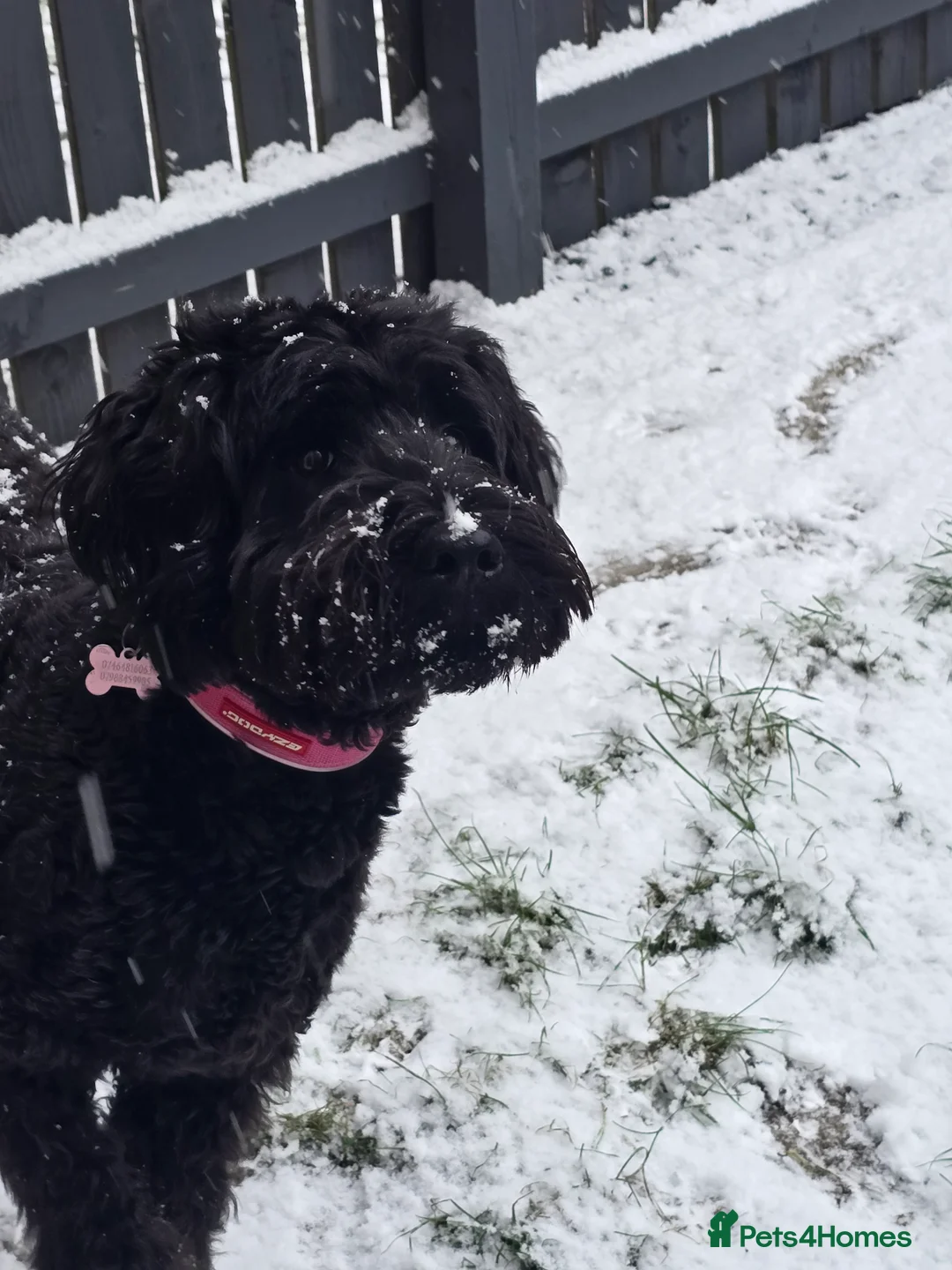 Bordoodle dogs for sale: St bernadoodle in Hartlepool - Advert 2