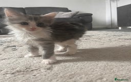 Mixed Breed cats for sale: 6 beautiful Mixed breed kittens  - Image 7