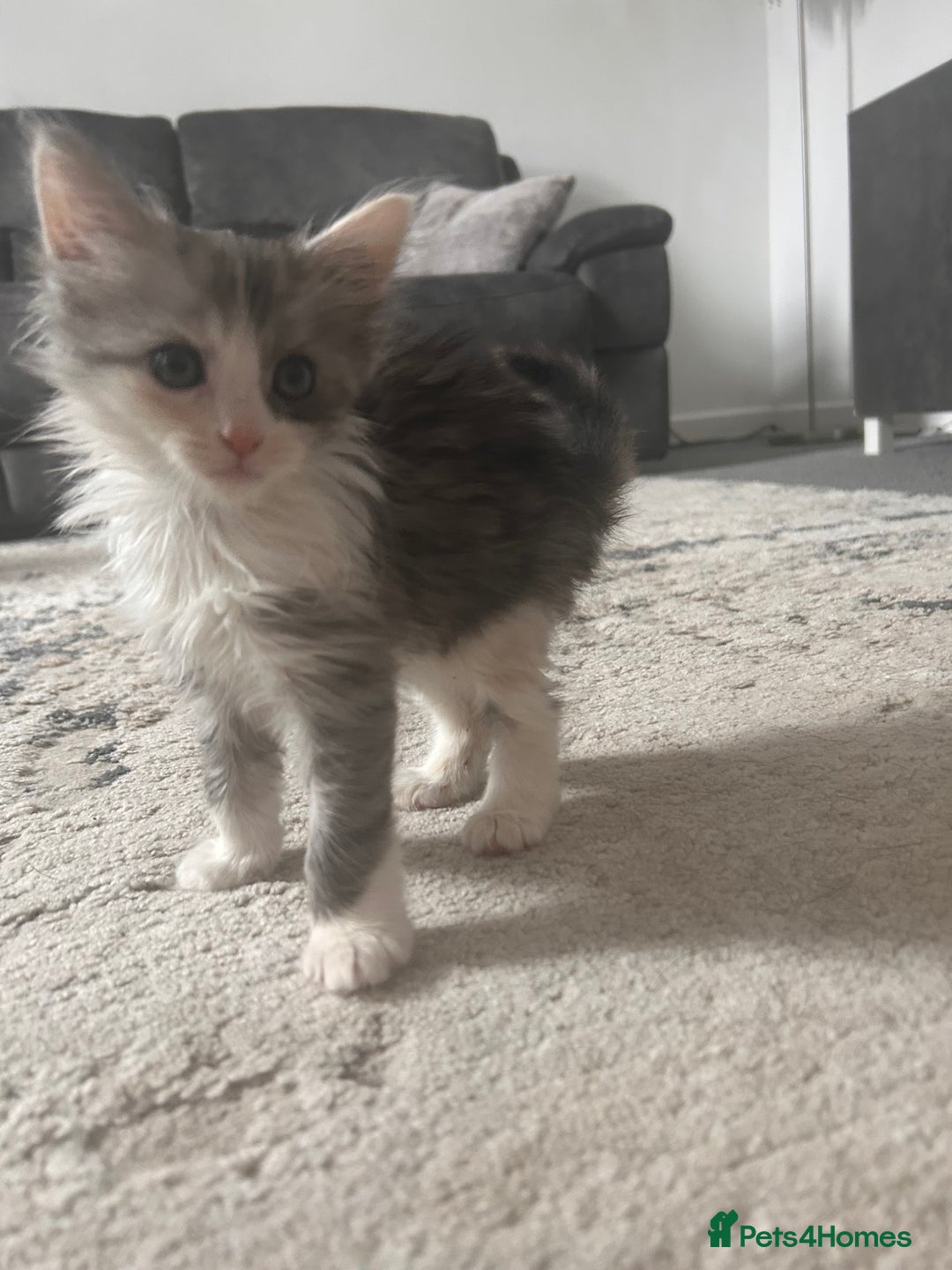 Mixed Breed cats for sale: 6 beautiful Mixed breed kittens  - Image 7