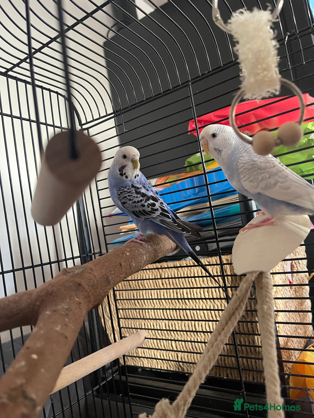 Budgerigars birds for sale: Budgies - Image 3