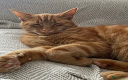 Domestic Shorthair cats for sale: Gino- 5 years Loving male ginger tabby - Image 5