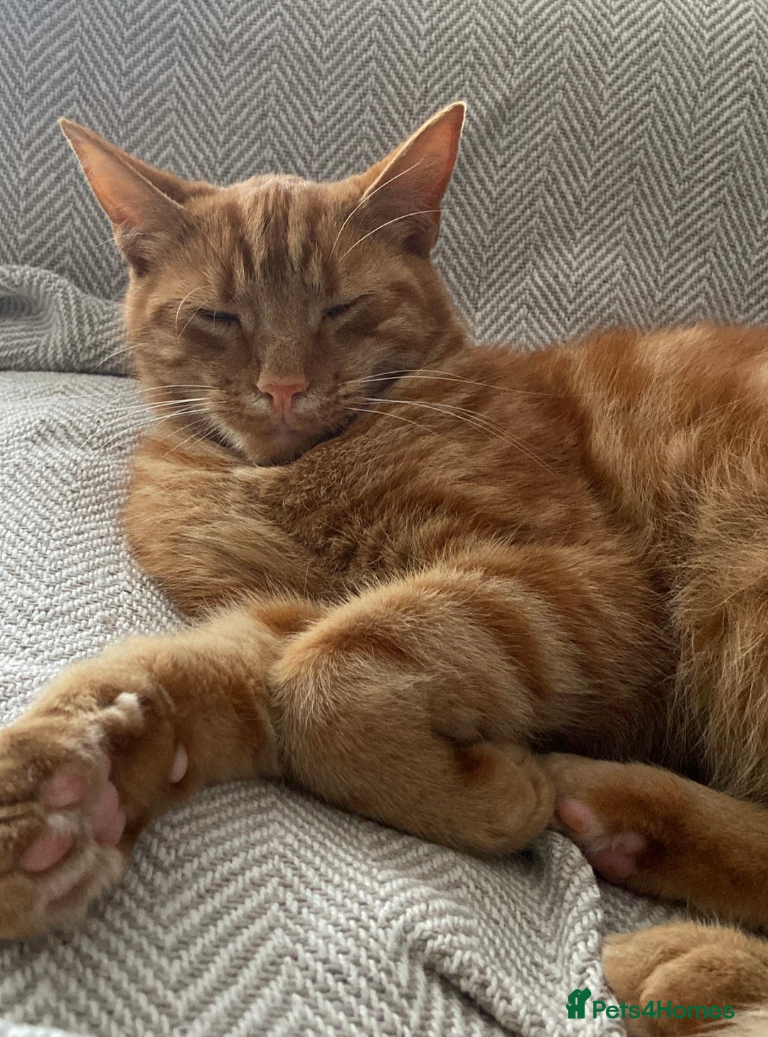 Domestic Shorthair cats for sale: Gino- 5 years Loving male ginger tabby - Image 5
