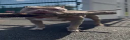 American Bully dogs for sale: Beautiful micro American bully pups - Advert 6