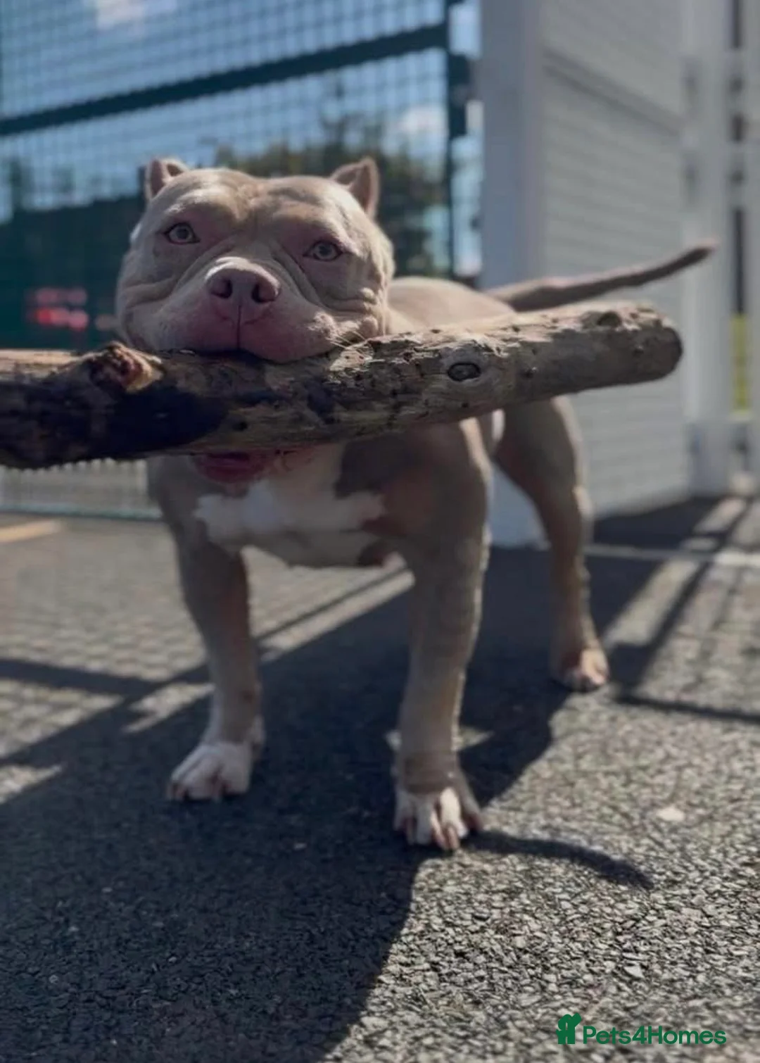 American Bully dogs for sale: Beautiful micro American bully pups - Advert 6