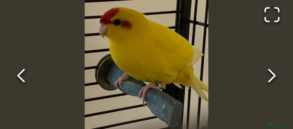 Parakeets birds Karkariki Polly for sell - Advert 4