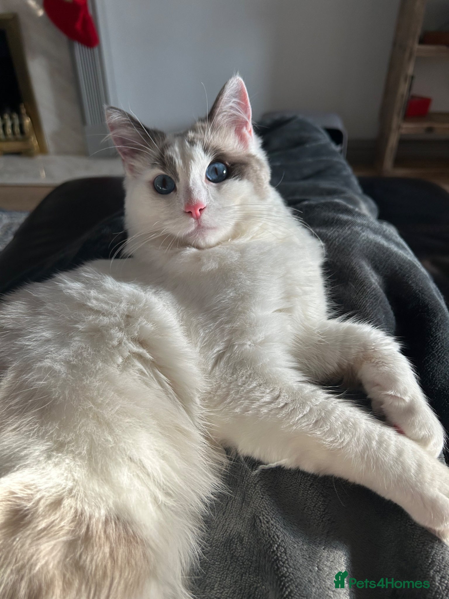 Ragdoll cats Remmy the ragdoll - Advert 1