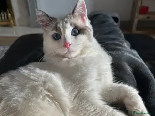 Ragdoll cats Remmy the ragdoll - Advert 1