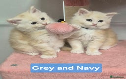 Maine Coon cats for sale: GCCF Pedigree Rare Red Shaded Silver Maine Coons - Advert 10