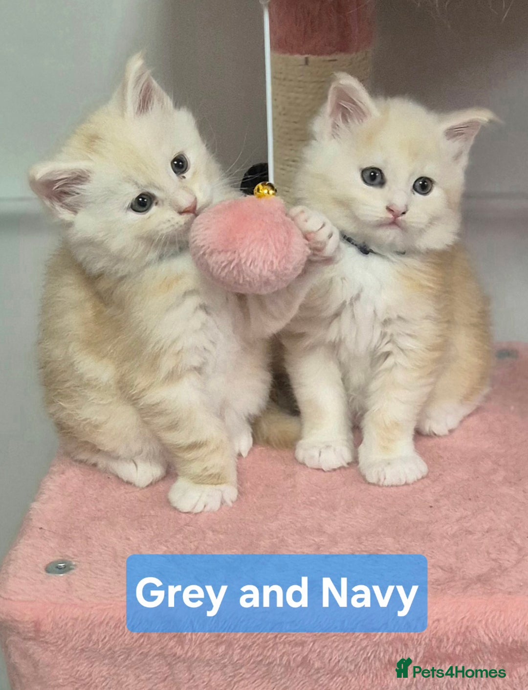 Maine Coon cats for sale: GCCF Pedigree Rare Red Shaded Silver Maine Coons - Advert 10