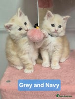 Maine Coon cats 17 Dec XL Rare Red Shaded Pedigree Maine Coons - Advert 12