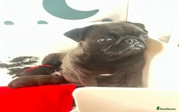 Pug dogs for sale: 2 Beautiful KC registered pug girls - Image 8