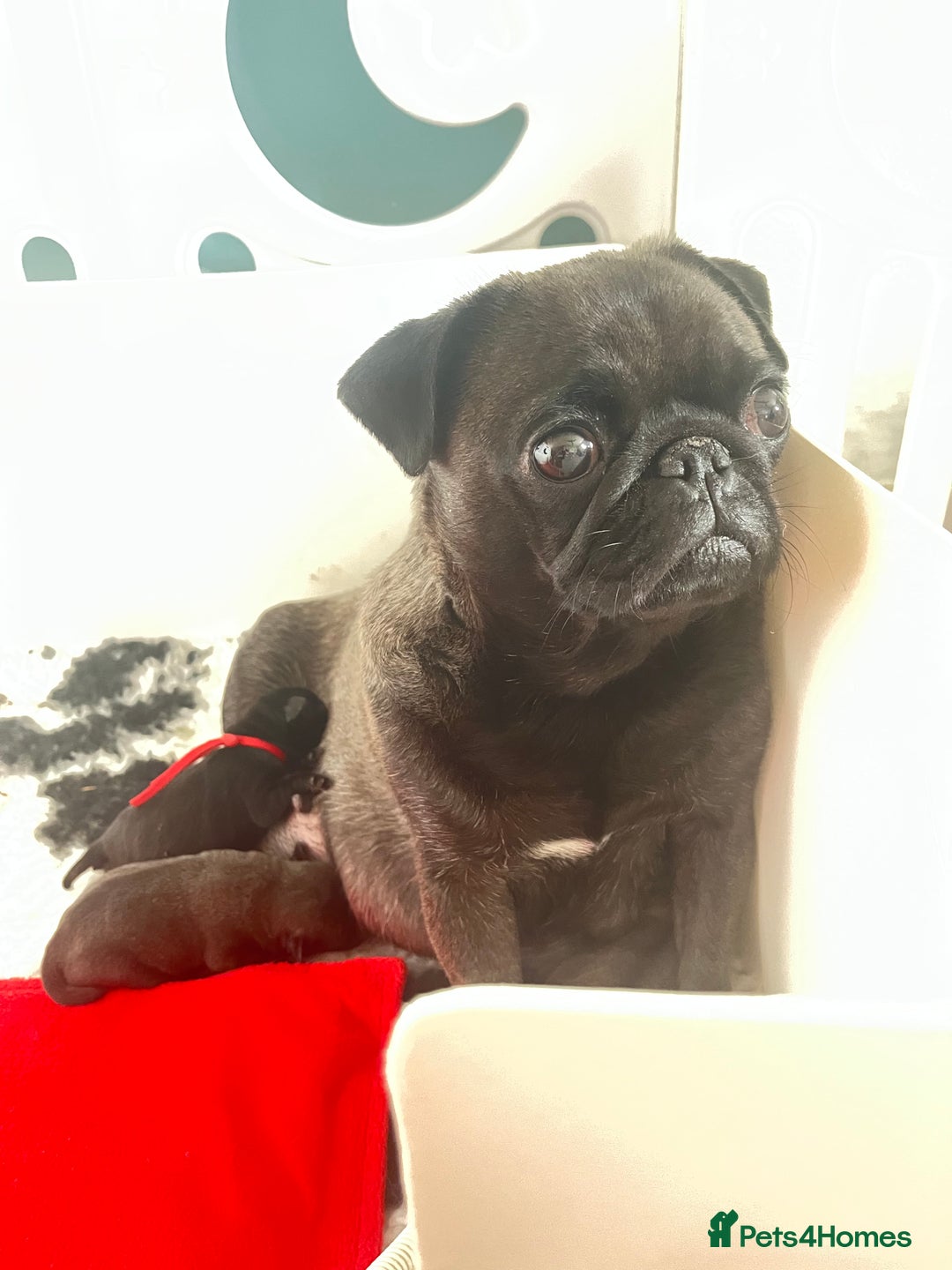 Pug dogs for sale: 2 Beautiful KC registered pug girls - Image 8