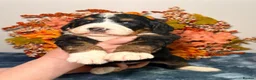 Bernedoodle dogs for sale: F1 tri-color bernedoodle pups - Advert 8