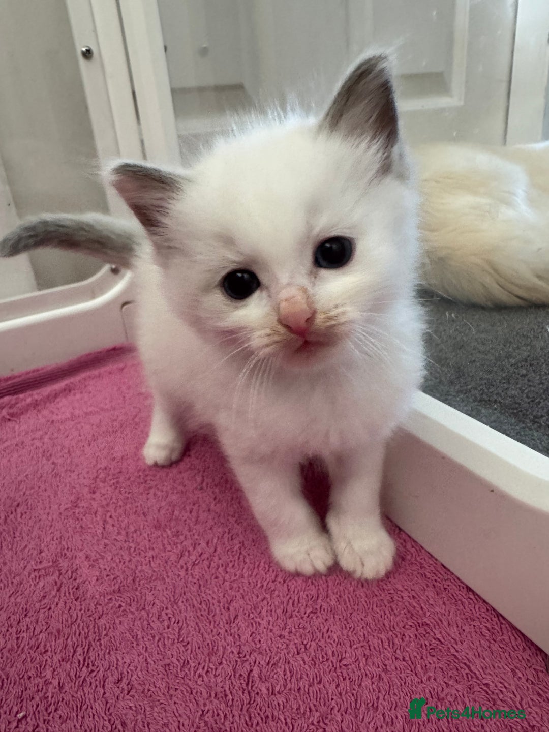 Ragdoll cats for sale: Blue bi coloured ragdoll kittens for sale  - Image 10