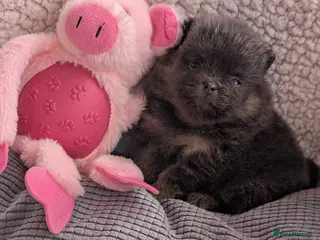 Pomeranian dogs Stunning little Pom pups - Advert 2