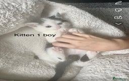 Mixed Breed cats for sale: Kittens for sale !!! - Image 16