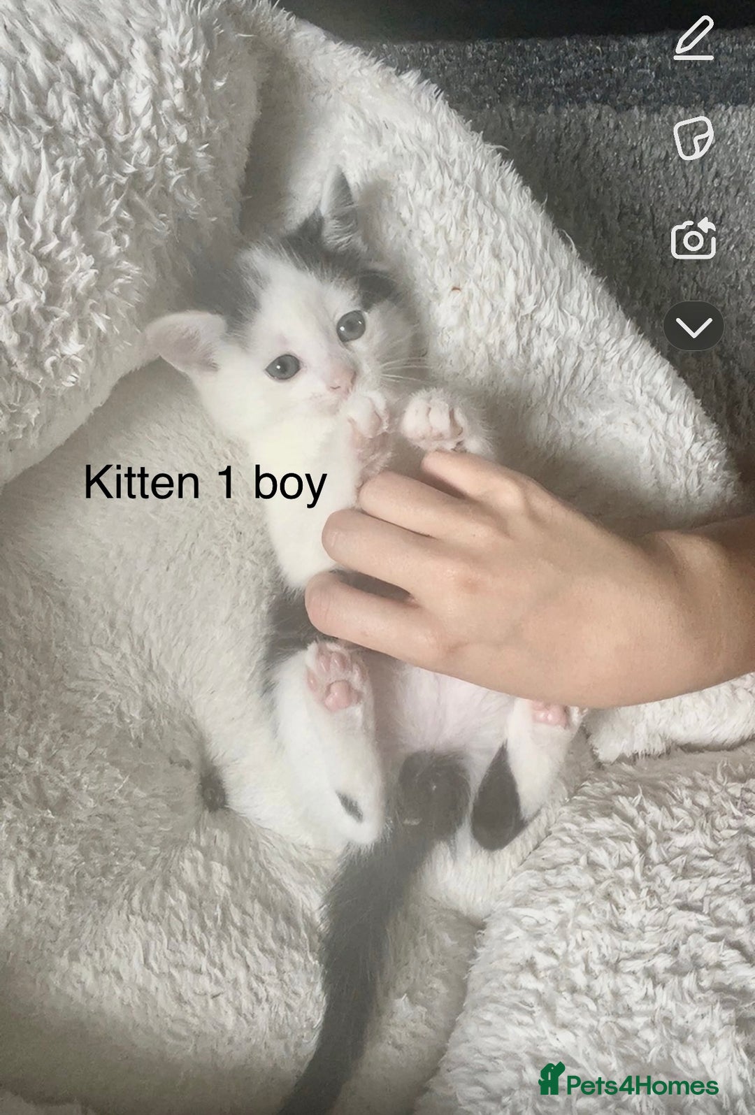 Mixed Breed cats for sale: Kittens for sale !!! - Image 16