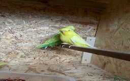 Budgerigars birds for sale: Baby Budgies for sale - Image 6