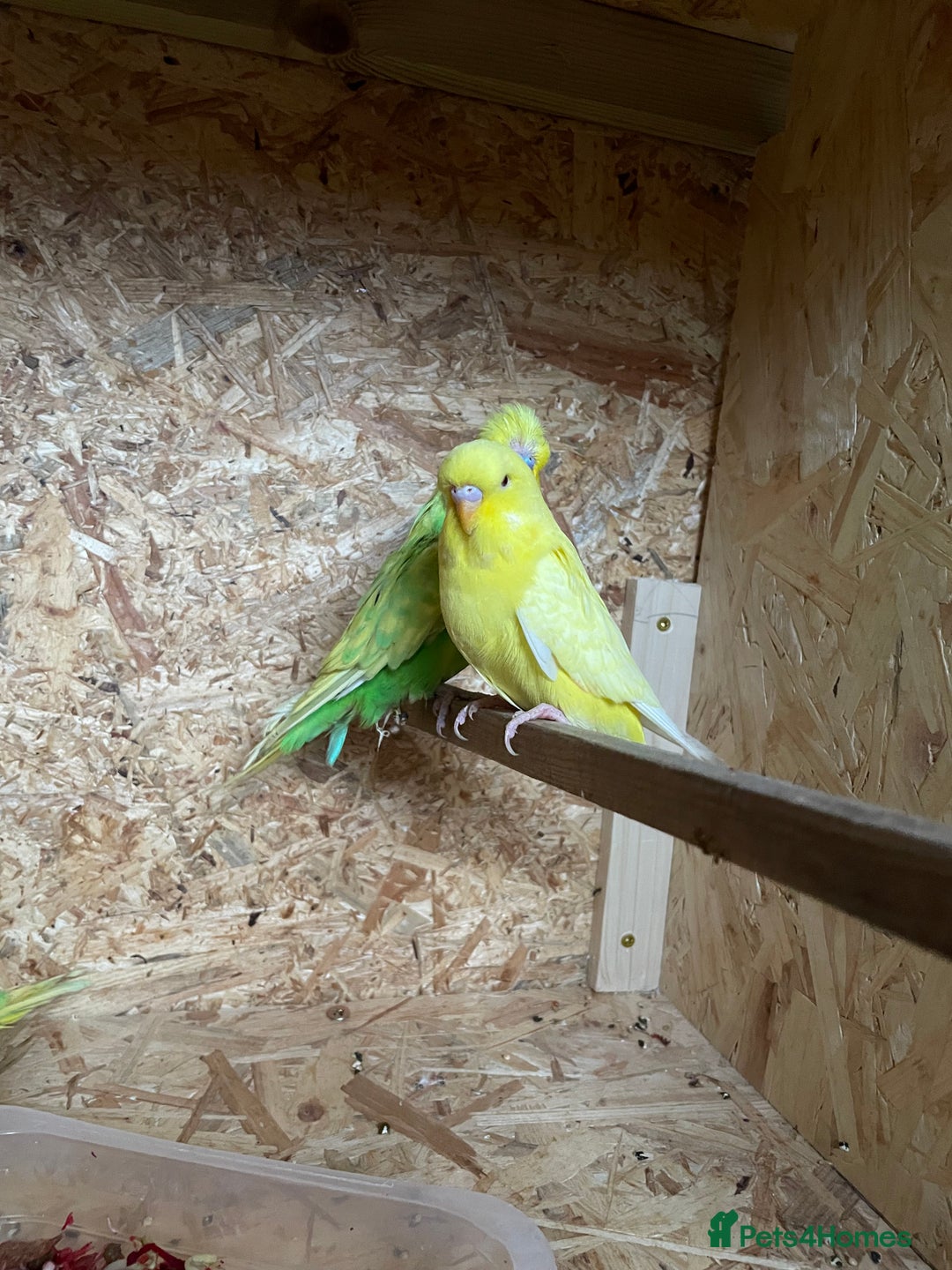 Budgerigars birds for sale: Baby Budgies for sale - Image 6