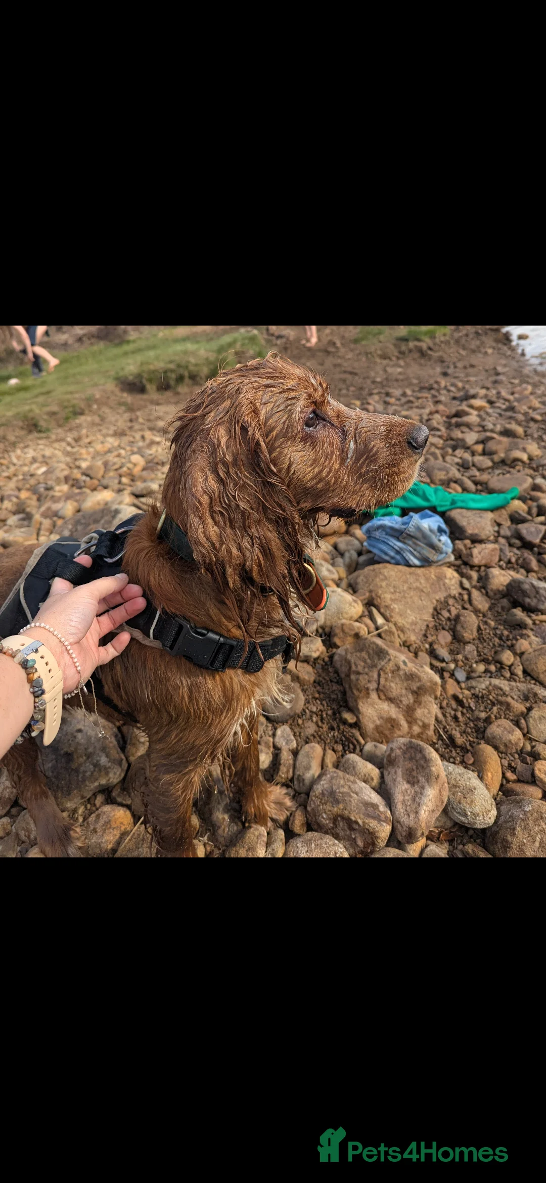 Cocker Spaniel dogs for sale: Male working cocker spaniel  - Advert 8