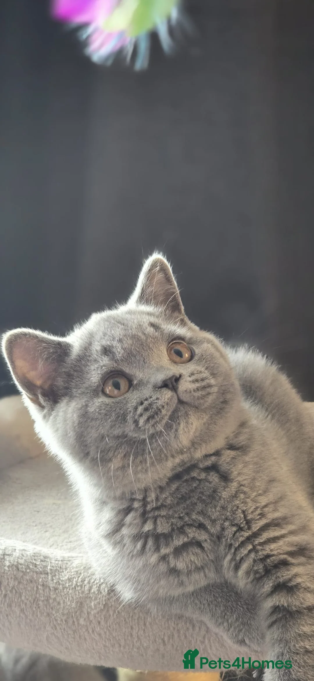 British Shorthair cats for sale: Beautiful GCCF registered british shorthair boys. - Advert 2