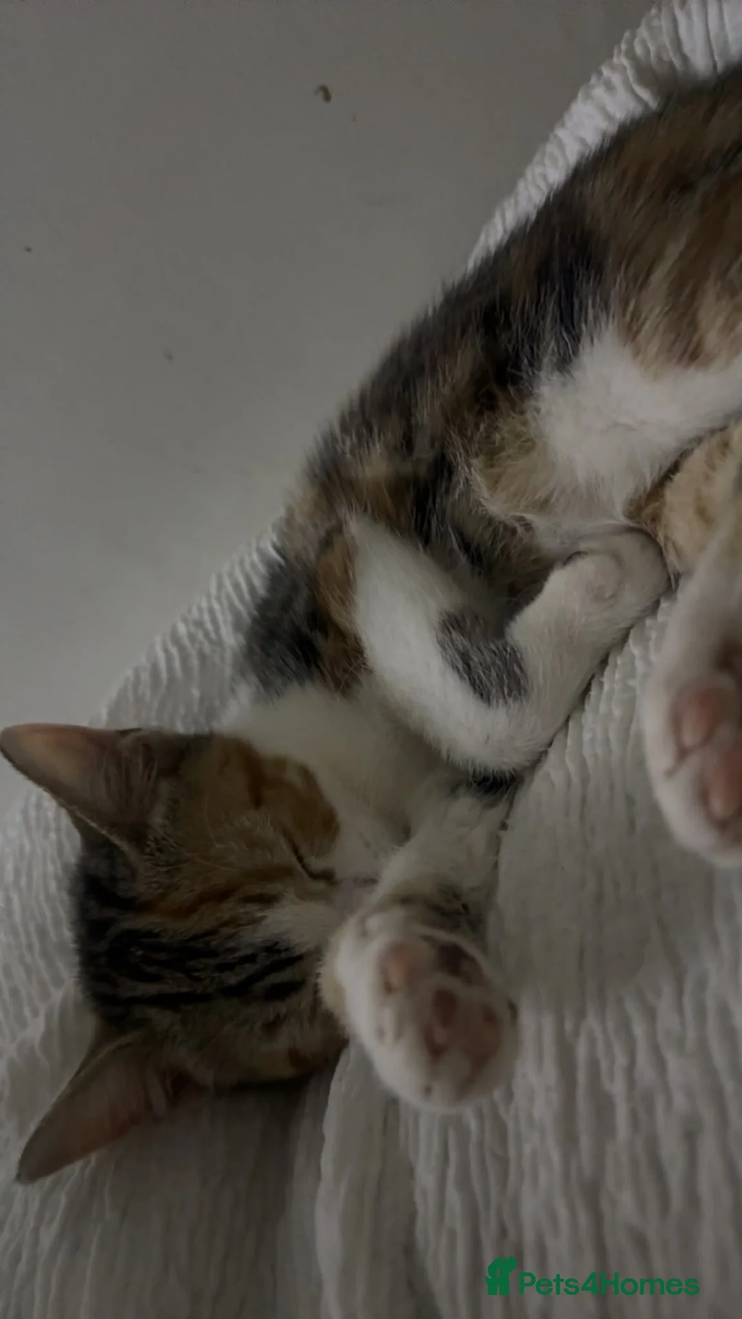 Mixed Breed cats for sale: Mixed Russian and bengal kittens  - Advert 2