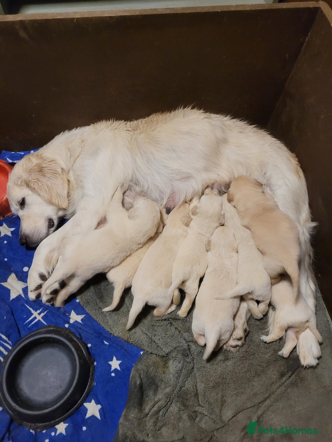 Golden Retriever dogs for sale: Golden Retriever - Advert 1