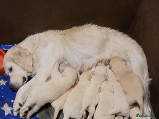 Golden Retriever dogs Golden Retriever - Advert 2