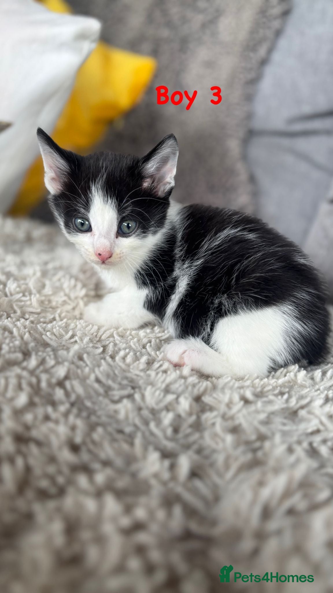 Mixed Breed cats for sale: BEAUTIFUL KITTENS FOR SALE!💕 in Sandbach - Advert 13