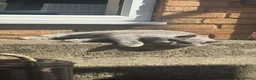 British Shorthair cats for sale: A beautiful shorthair blue  - Advert 6