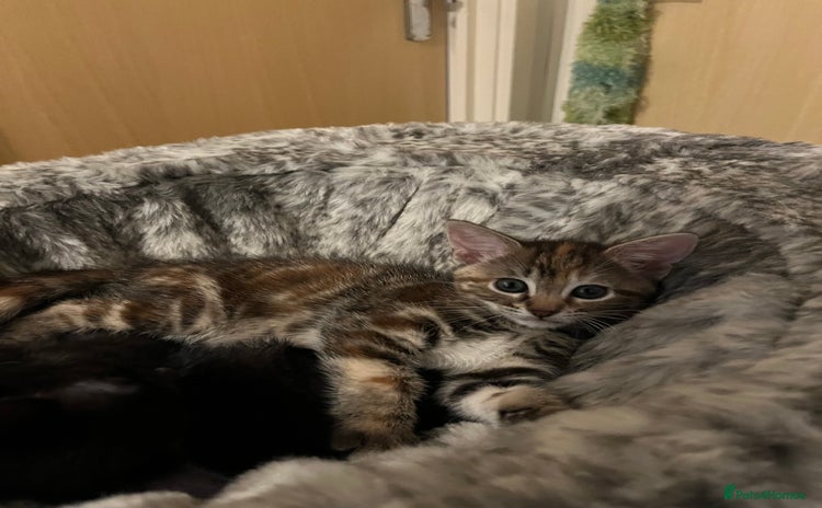 Mixed Breed cats - Advert 8