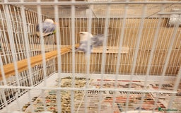 Lovebirds birds for sale:  PIED OPALINE AND GREEN OPA FOR SALE - Image 7