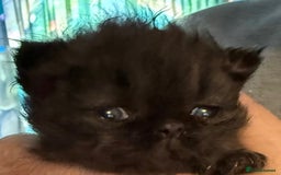 Persian cats for sale: Gorgeous Persians gccf registered pkd neg   - Image 23