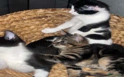 Mixed Breed cats for sale: 🚨😍BEAUTIFUL MALE KITTENS FOR SALE 🚨🥰 - Image 5