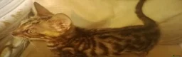 Mixed Breed cats for sale: Cute and Playful Kittens - Advert 20