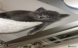 British Shorthair cats for sale: British Shorthair Cross - Image 5