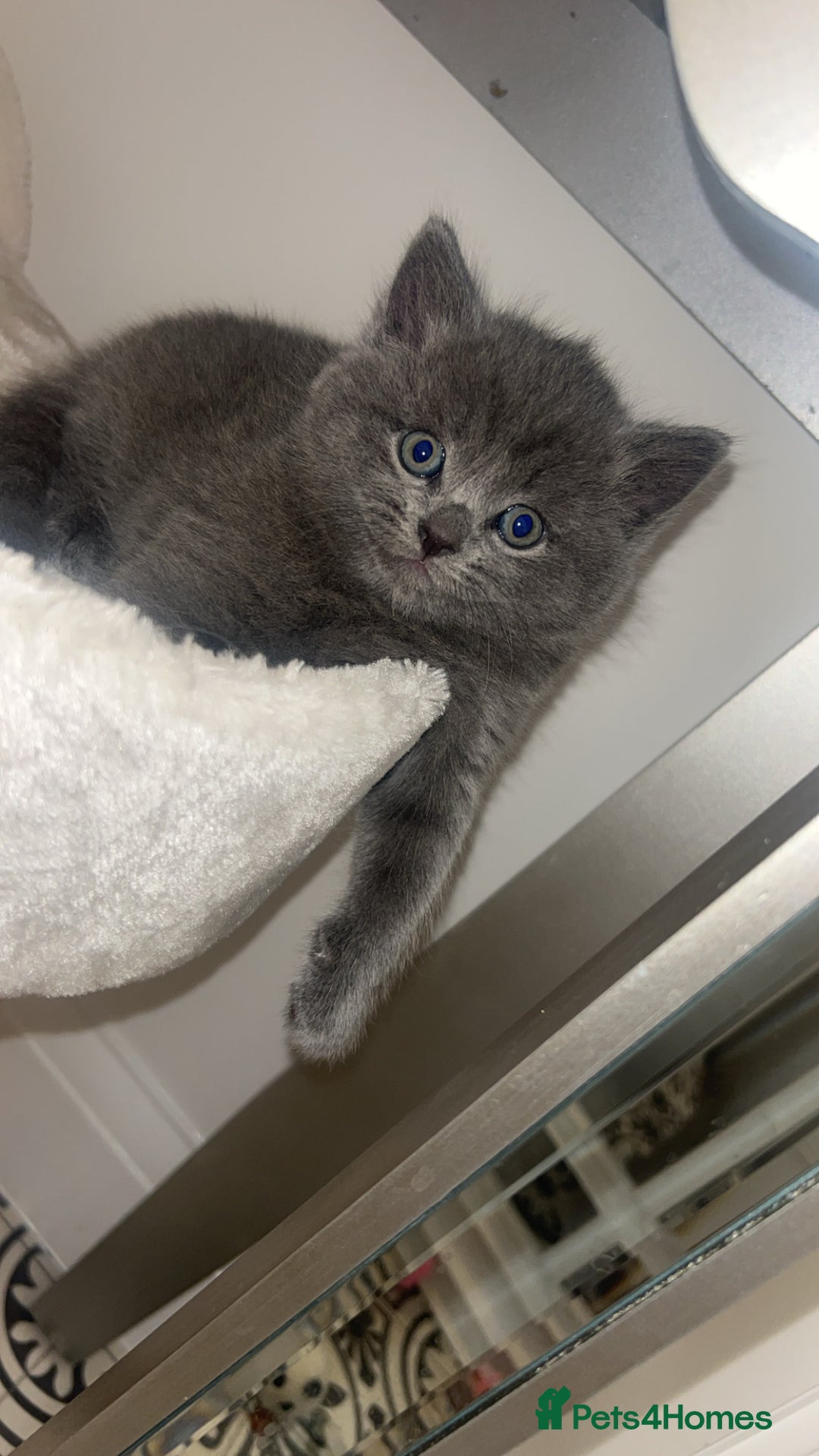 British Shorthair cats for sale: British Shorthair Cross - Image 5