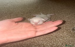 Ragdoll cats for sale: Ragdoll kittens🐈 - Image 4