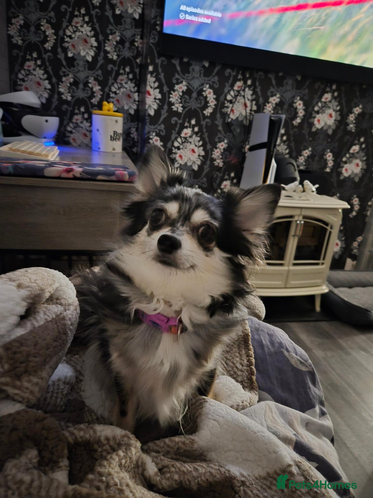 Chihuahua dogs Beautiful Chihuahua Puppies - Advert 3